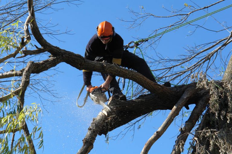 What is the Tree Removal and Pruning Service