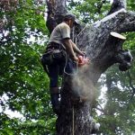 Tree Service West Bloomfield MI