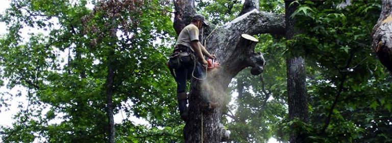 Tree Service West Bloomfield MI