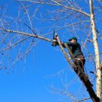 How Often Do You Need To Trim Trees