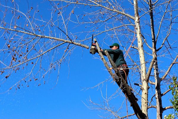 How Often Do You Need To Trim Trees